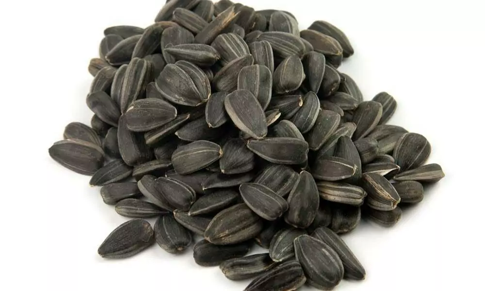 Pipas de girasol (Alto oleico y linoleico)