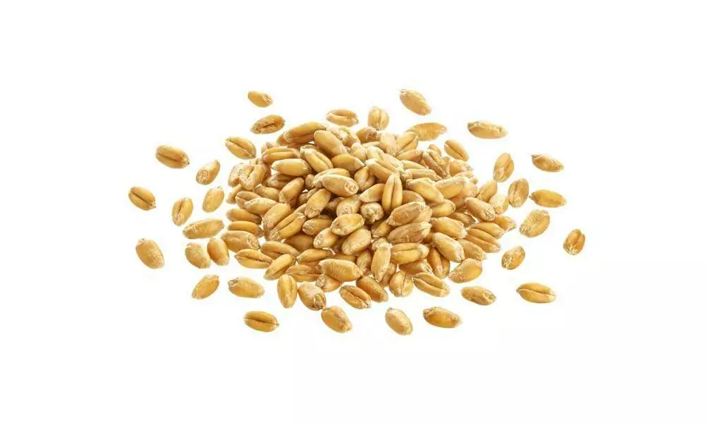 Durum wheat
