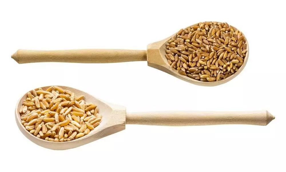 Selected wheat (Khorasa, peeled spelt, unpeeled spelt)